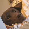 slossnessmonster