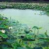 lotus._.lake