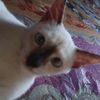 apizzwq