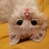 keksik.cat