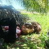 pelepah_sawit_sengkleh