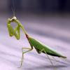 prayingmantis89