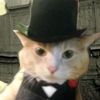 gato_4564