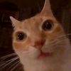 sr_cat89