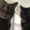 sleepylasercats