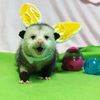 mother_of_possums