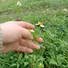 trangduonggmail.com