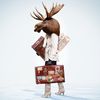 Moose on the Loose