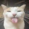 cat.here1