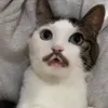 ppritax
