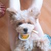 peanutdog0208