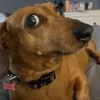 rafaeusx