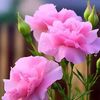 user3407419591967