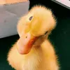 yaainiiaakkuuuuuu