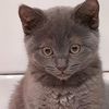 _ohmycat