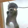 sz_meli0