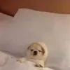 absurdityn