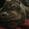 pippamirabel