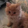 cassiee.cat