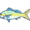 yellowtail0330