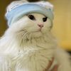zeenu_668