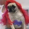 lovelypugs