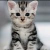 meow_cat104