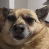 frank_sinatras_dog
