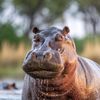 ___hippopotamus___