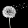 fly_alone18