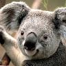 fallowfallowme