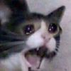 opthesadcat