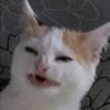 feint_attack