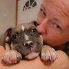 pitbulls.rescues.kcmo