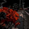 froska_67