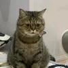 bedausociuuuu