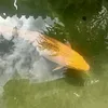 dofishig