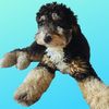 bruno.the.bernedoodle