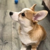 kasper_corgi