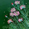 .hnh50