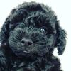 puppywuppy666