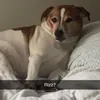 nissethedrippydog
