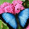 butterflyqueen262