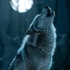 wolf.ro