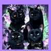 blackcats_of_the_summit