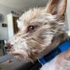 gustheboujeedog