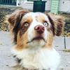 gypsy.the.aussie.dog