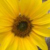 sunflowerchaser1