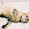4ghazy