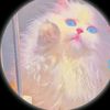 shafia658